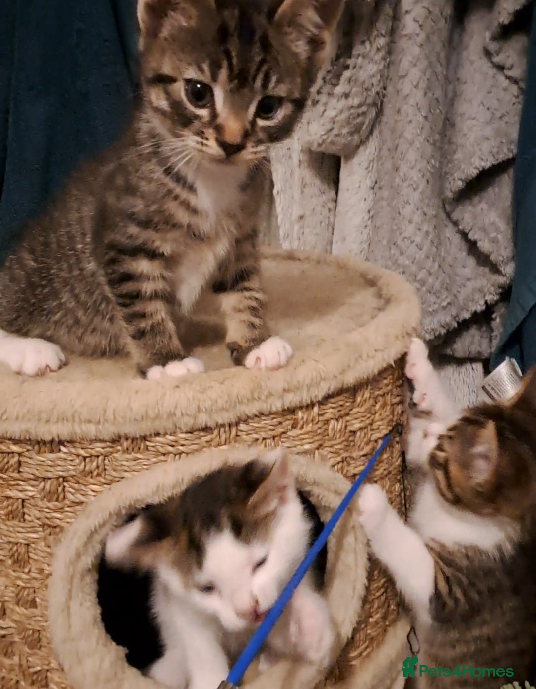 Mixed Breed cats for sale: Beautiful bundles of fun  - Advert 14