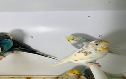 Budgerigars birds for sale: Stunning baby rainbow/pied budgies  in Luton - Image 17
