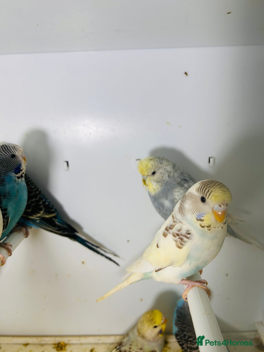 Budgerigars birds for sale: Stunning baby rainbow/pied budgies  in Luton - Image 17