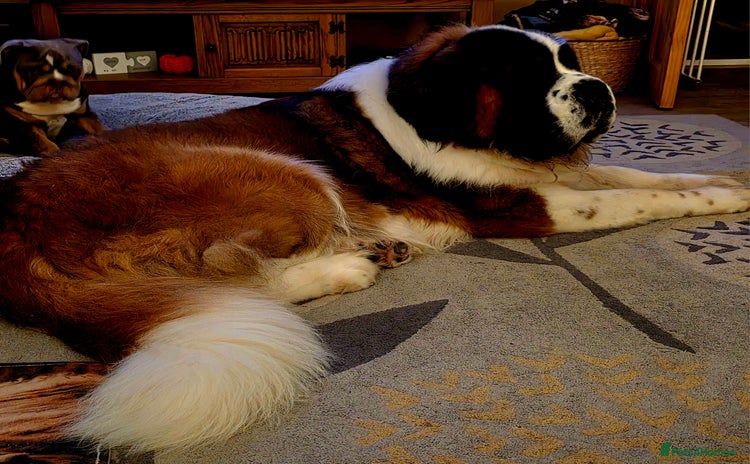 Saint Bernard dogs in Chester - Advert 2
