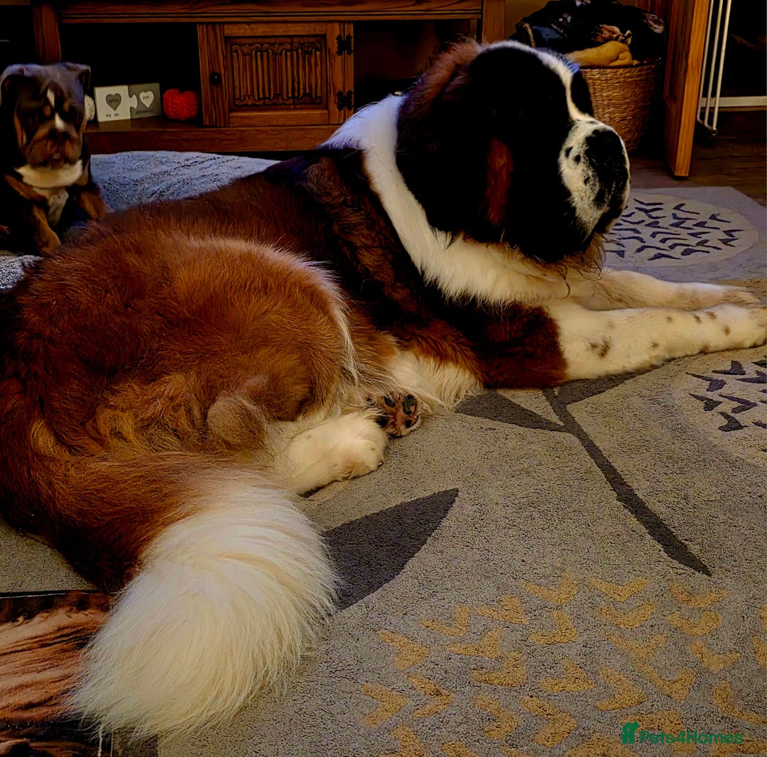 Saint Bernard dogs for stud: Stunning KC reg saint Bernard for stud.  in Chester - Image 1