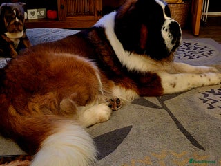 Saint Bernard dogs in Chester - Advert 2