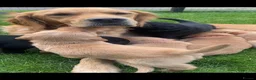 Goldador dogs for sale: Goldador puppies in Bishop Auckland - Advert 12