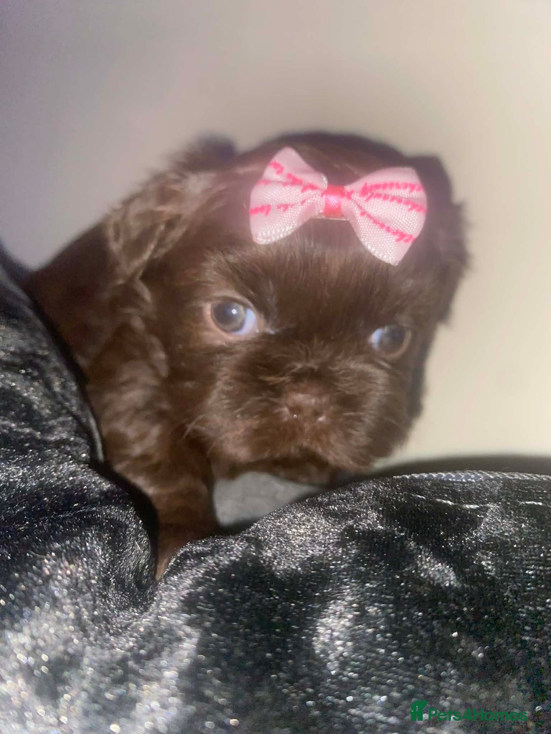 Shih Tzu dogs for sale: Shih Tzu Puppies For Sale  - Advert 39