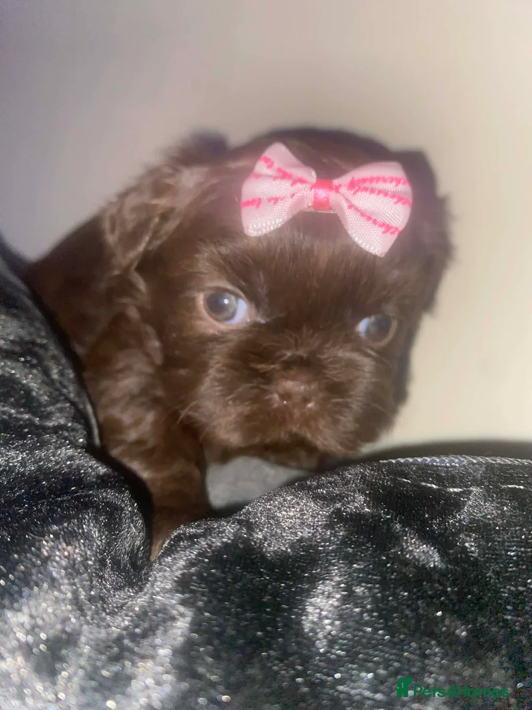 Shih Tzu dogs for sale: Shih Tzu Puppies For Sale - - Advert 11