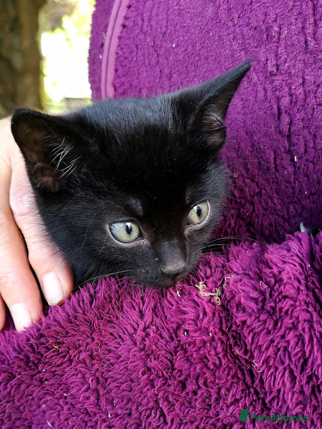 Mixed Breed cats for sale: Kittens - Image 11