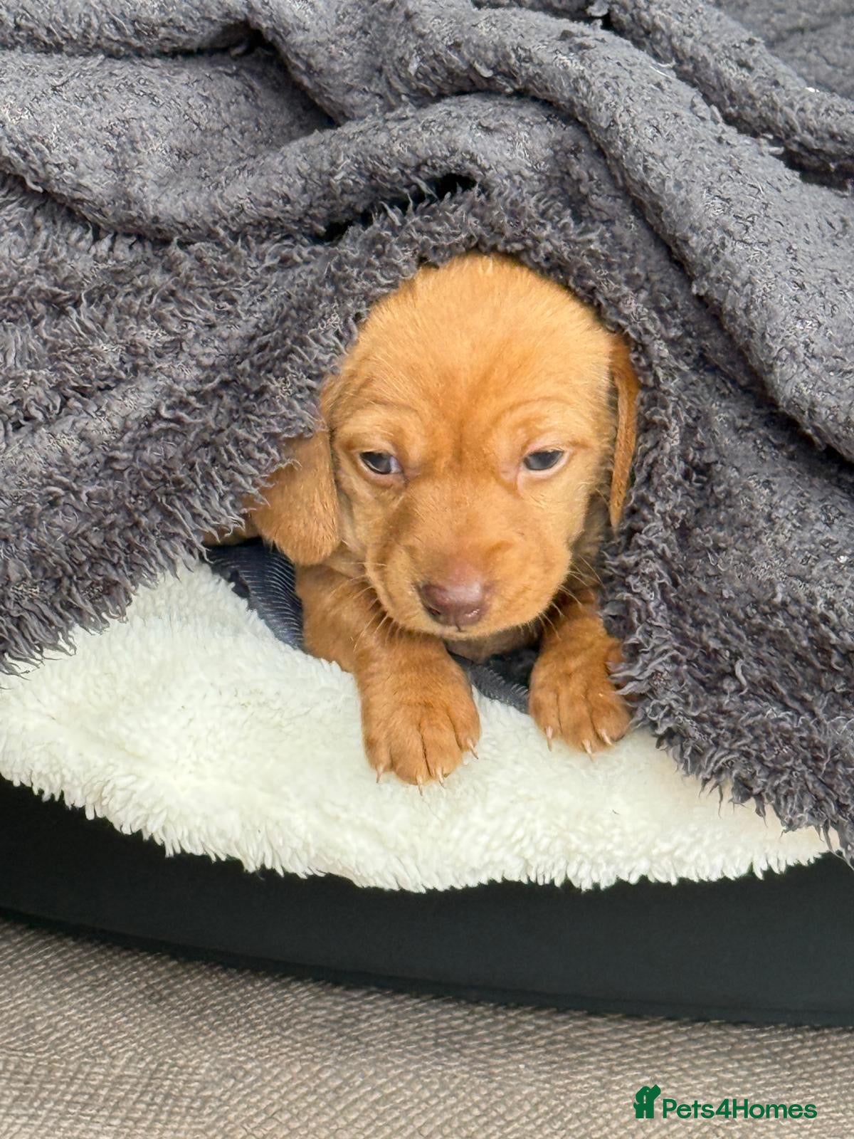 Miniature Dachshund dogs  Beautiful Dachshund Fawn Boy - Ready 14th June 🐾 - Advert 8