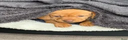 Miniature Dachshund dogs for sale:  * Rare * Stunning chunky Dachshund Fawn Boy -  - Advert 1