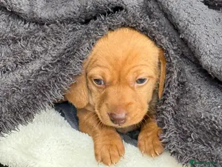 Miniature Dachshund dogs * Rare * Stunning chunky Dachshund Fawn Boy - - Advert 1