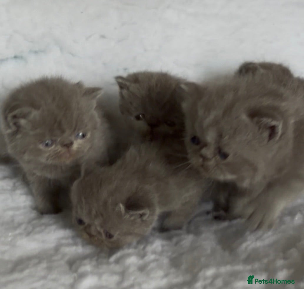 Exotic cats Exotic Shorthair Kittens For Sale - Advert 11