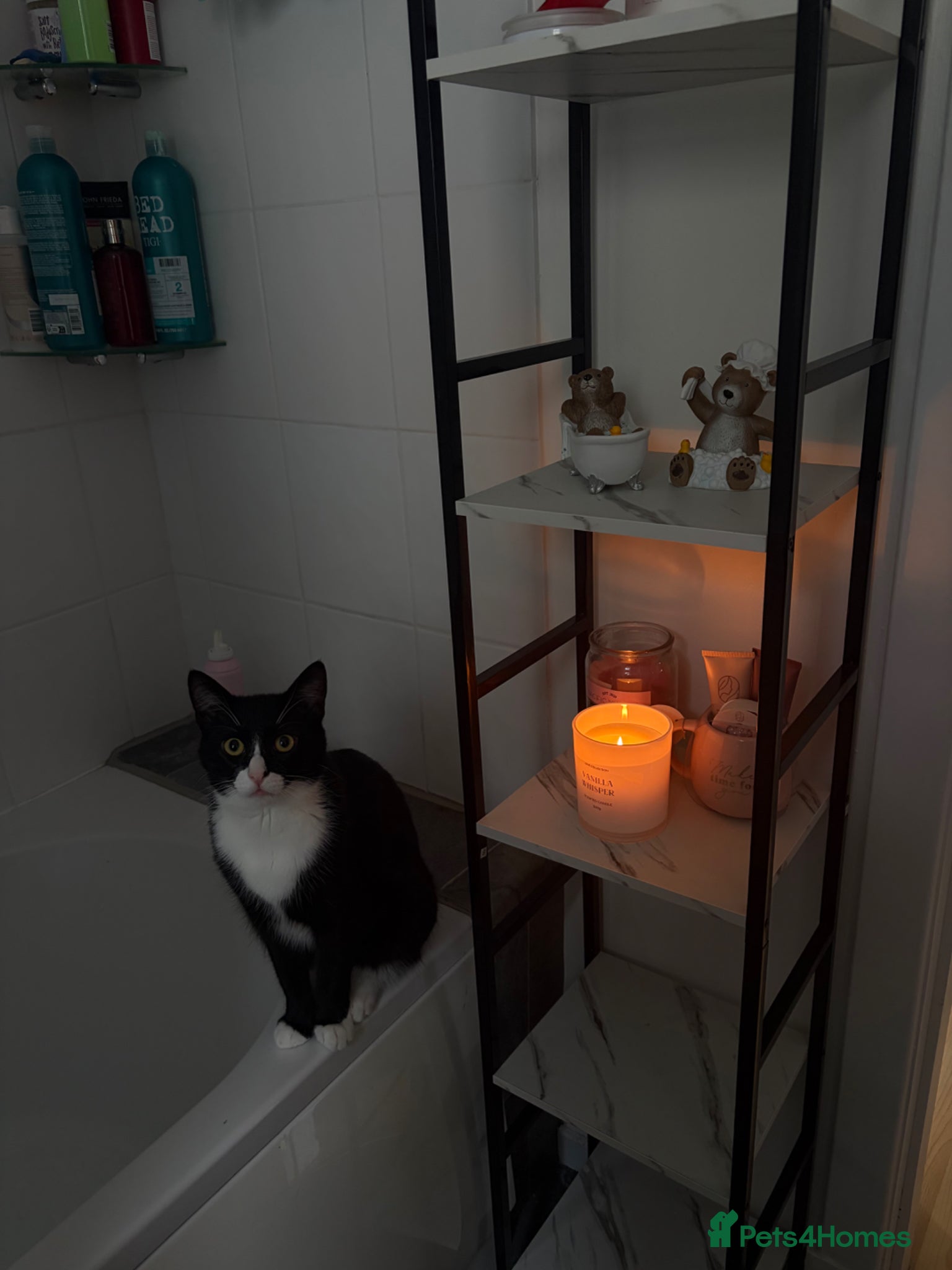 British Shorthair cats Male cat looking for forever home  - Advert 2