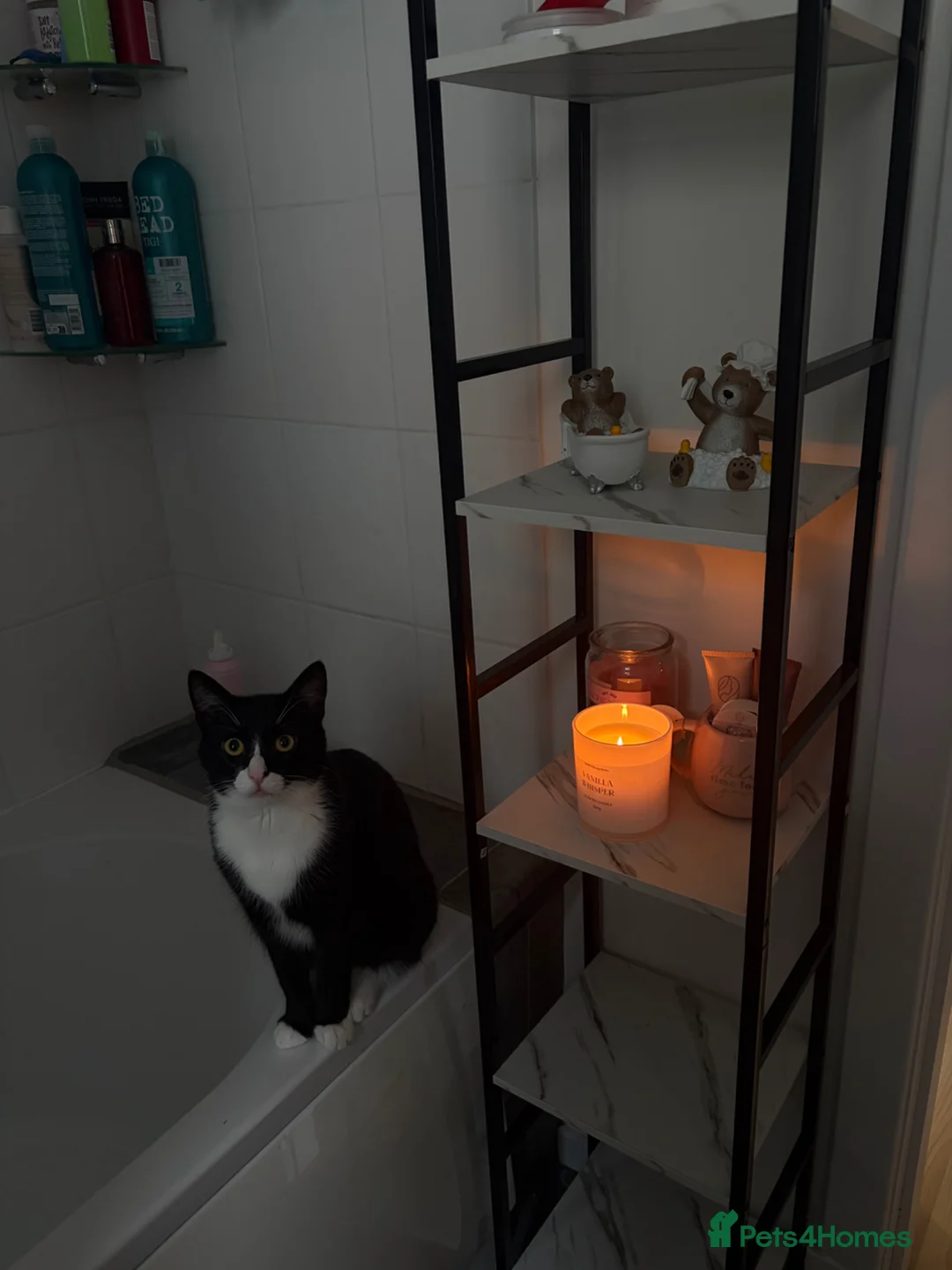 British Shorthair cats for sale: Male cat looking for forever home  - Advert 1