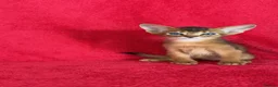Abyssinian cats for sale: Beautiful GCCF Registered Abyssinian Kittens 💙❤️ - Advert 12