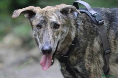 Mixed Breed dogs Lovely sweet Sam for adoption - Advert 3