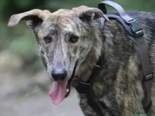 Mixed Breed dogs Lovely sweet Sam for adoption - Advert 3