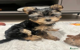Yorkshire Terrier dogs for sale: Adorable Yorkshire Terrier Puppy for Sale - Image 17