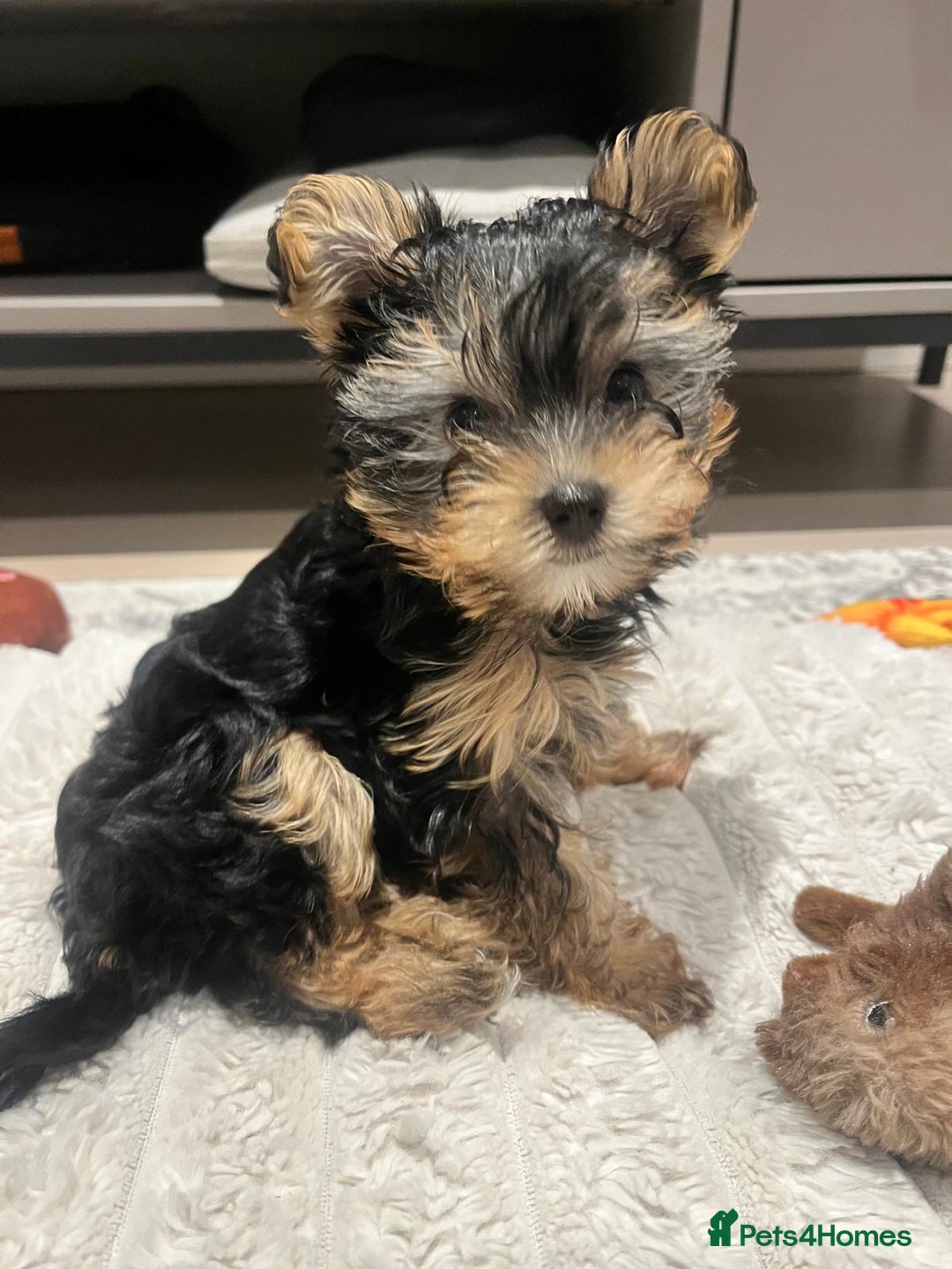 Yorkshire Terrier dogs for sale: Adorable Yorkshire Terrier Puppy for Sale - Image 17