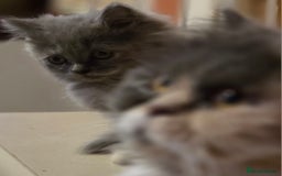 Persian cats for sale: Persian  - Image 11