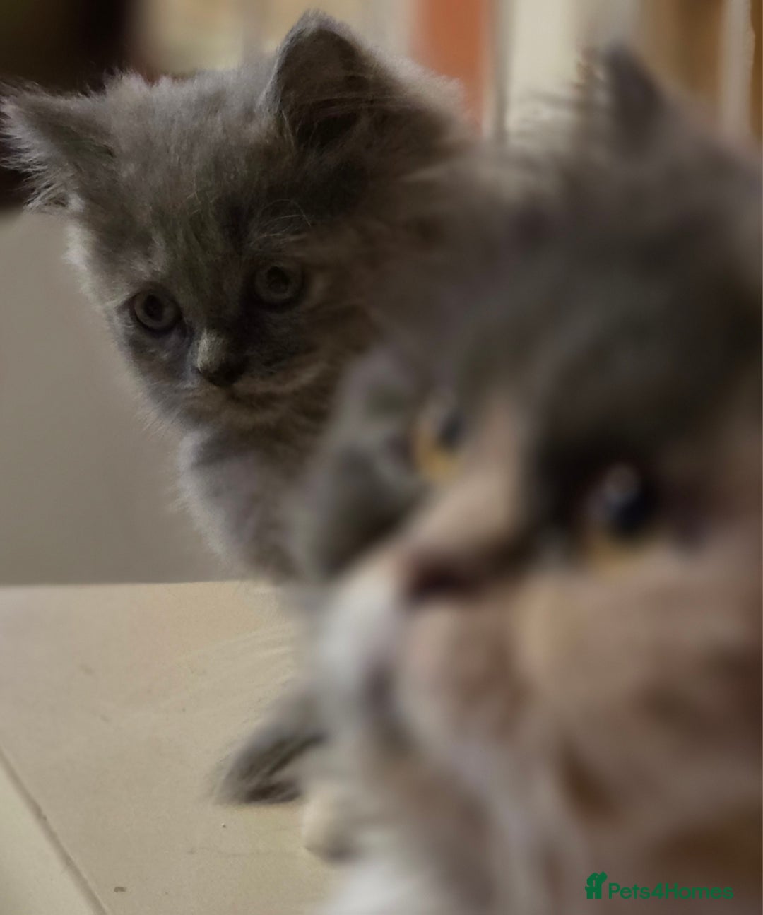 Persian cats for sale: Persian  - Image 11