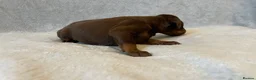 Dobermann dogs for sale: European American mix - Advert 13