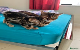 Bengal cats for sale: Bengal X Kittens - Image 5