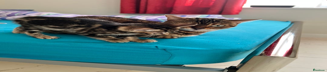 Bengal Kitten 2 (SOLD)