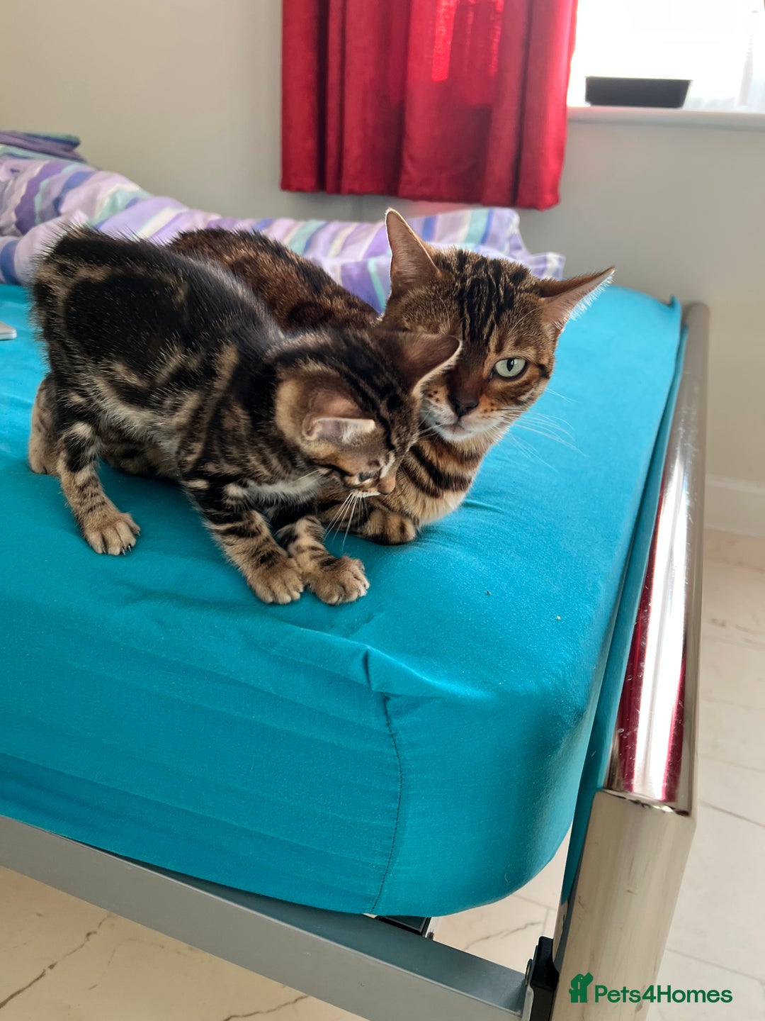 Bengal cats for sale: Bengal X Kittens - Image 5