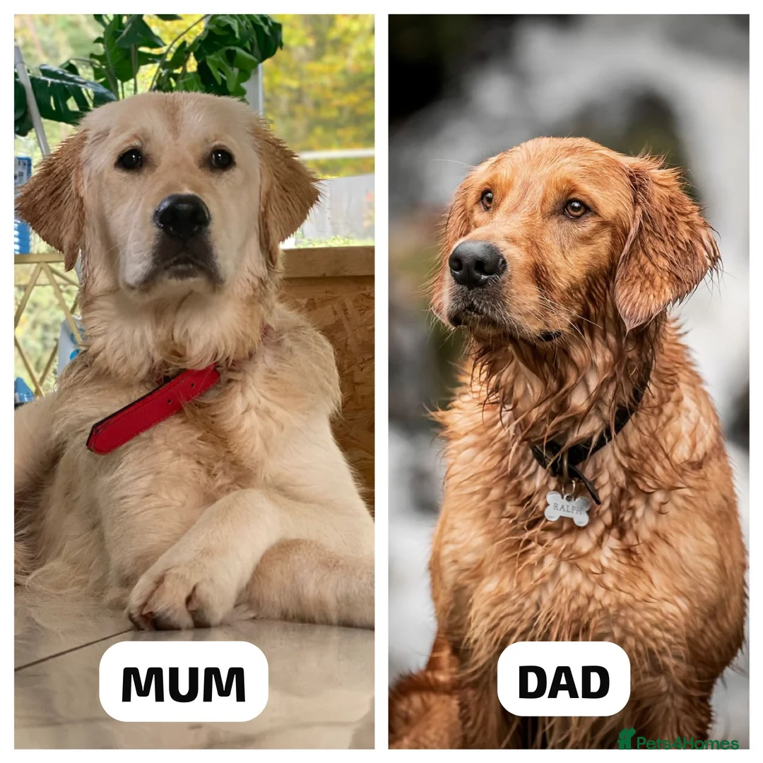 Golden Retriever dogs for sale: Beautiful KC Reg Golden Retrievers - Advert 8