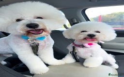 Bichon Frise dogs for sale: Expand-cuddly bichon frise - Image 9