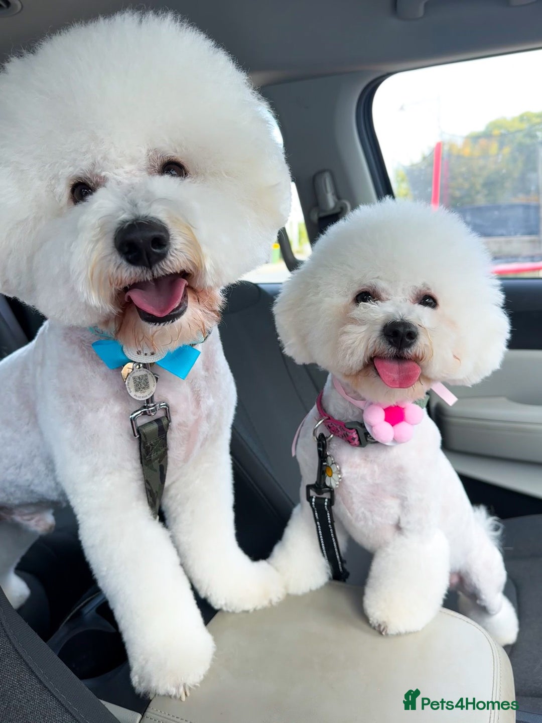 Bichon Frise dogs for sale: Expand-cuddly bichon frise - Image 9