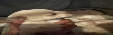 Chihuahua 1
