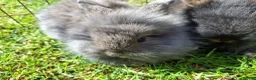 Mixed Breed rabbits for sale: Beautiful baby rabbits - Advert 3