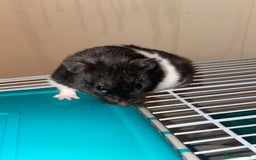 Hamster rodents for sale: friendly Hamster  - Advert 1