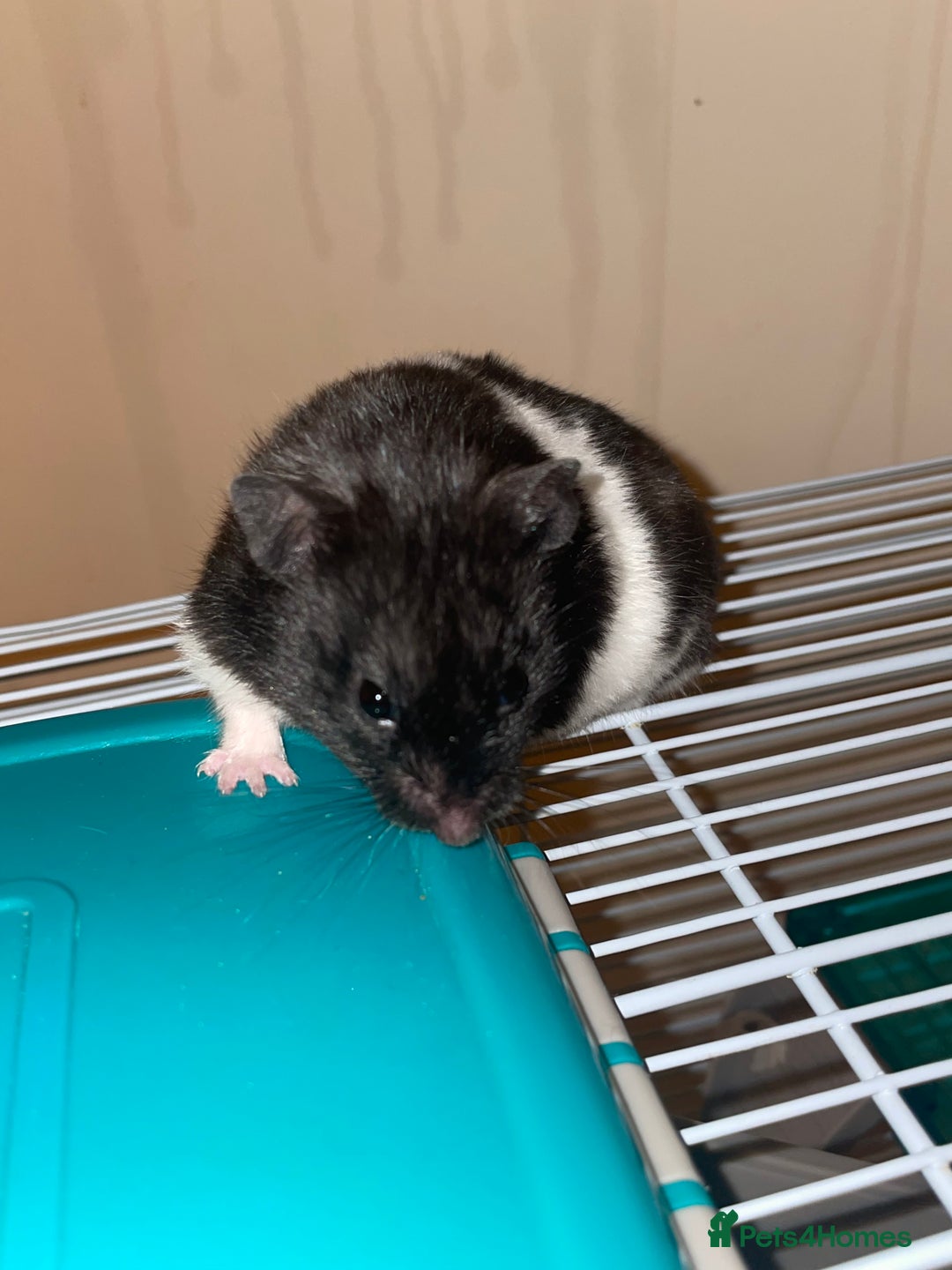 Hamster rodents for sale: friendly Hamster  - Advert 1