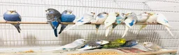 Budgerigars birds for sale: Beautiful Baby Budgies for sale. - Advert 12