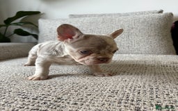 French Bulldog dogs for sale: New shade French bulldog male pending pink😍 - Image 1