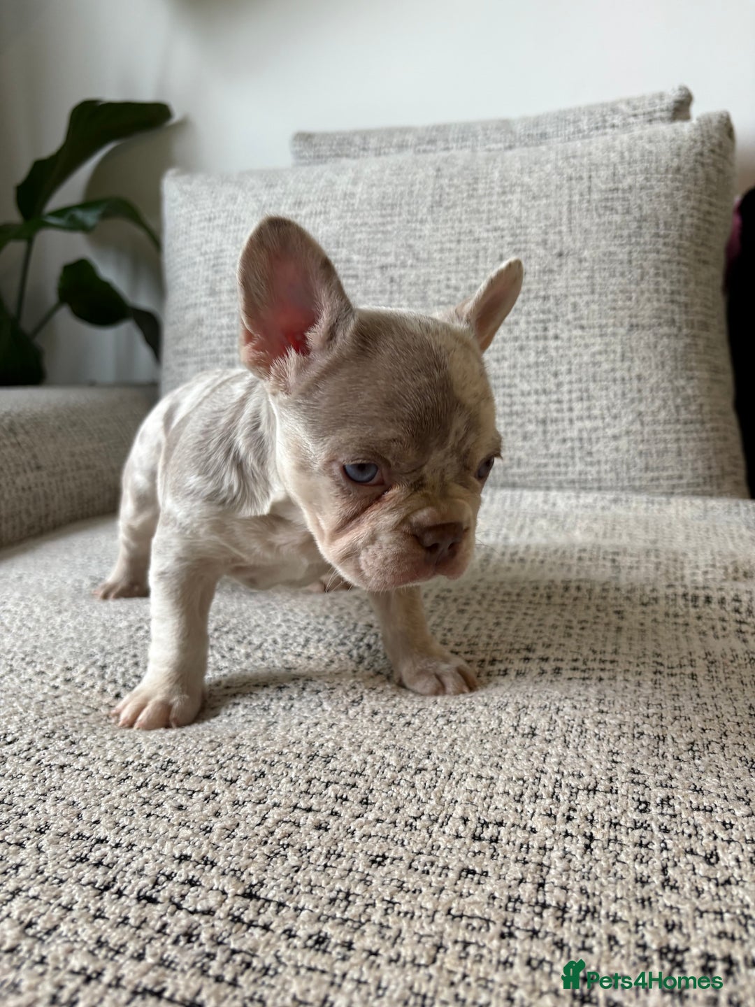 French Bulldog dogs for sale: New shade French bulldog male pending pink😍 - Image 1