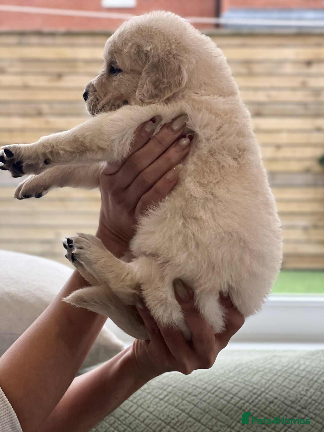 Golden Retriever dogs for sale: Golden Retriever Puppies. Health tested parents. - Image 20