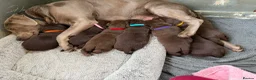 Labrador Retriever dogs for sale: ⭐️Chocolate and Silver Labrador puppies⭐️ - Advert 23