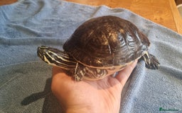 Terrapin reptiles for sale: 2 Terrapins Turtles 3 years adults - Image 4
