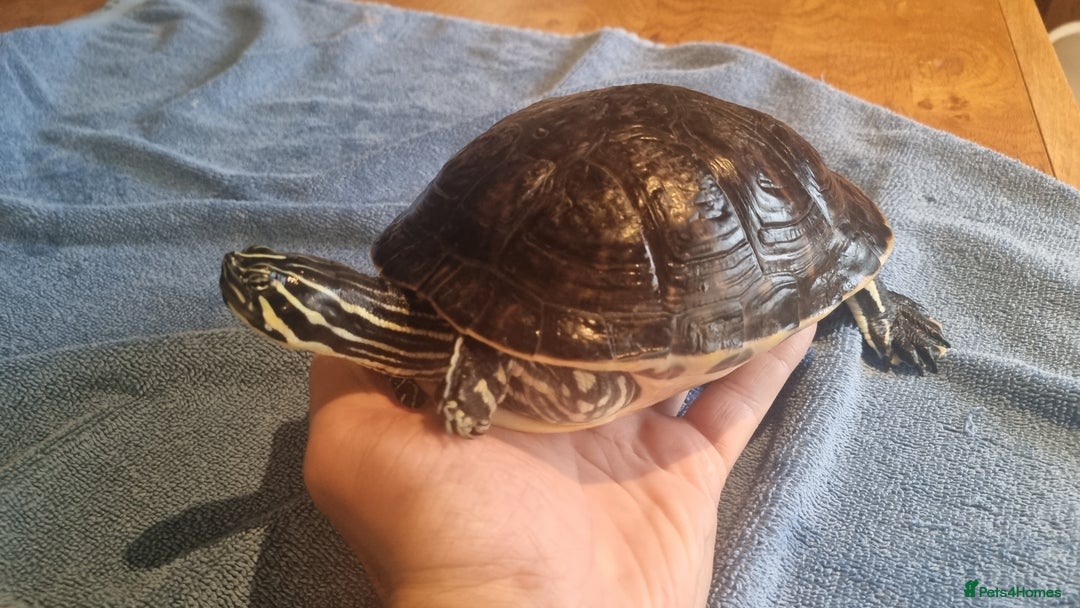 Terrapin reptiles for sale: 2 Terrapins Turtles 3 years adults - Image 4