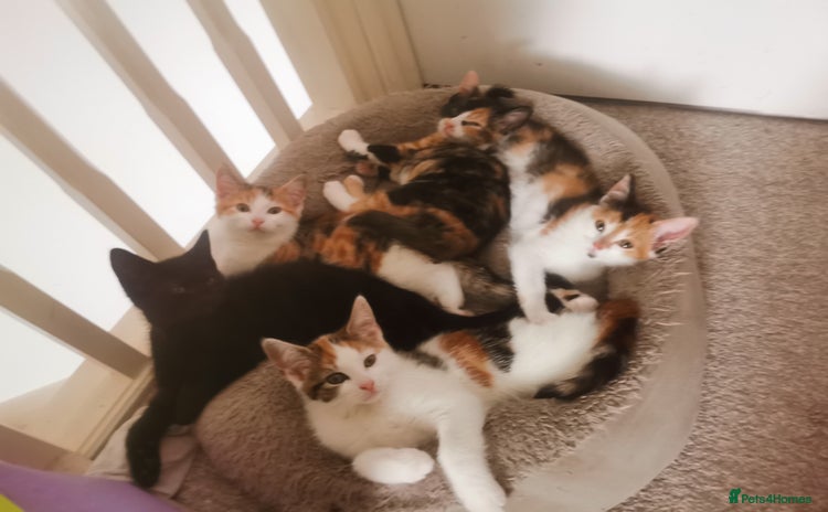 Mixed Breed cats - Advert 4