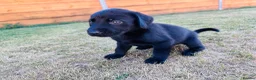 Labrador Retriever dogs for sale: KC Registered Labrador Puppies 🐾🐾🐾 - Advert 17