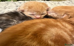 Maine Coon cats for sale: Gorgeous Maine coone kittens  - Image 10
