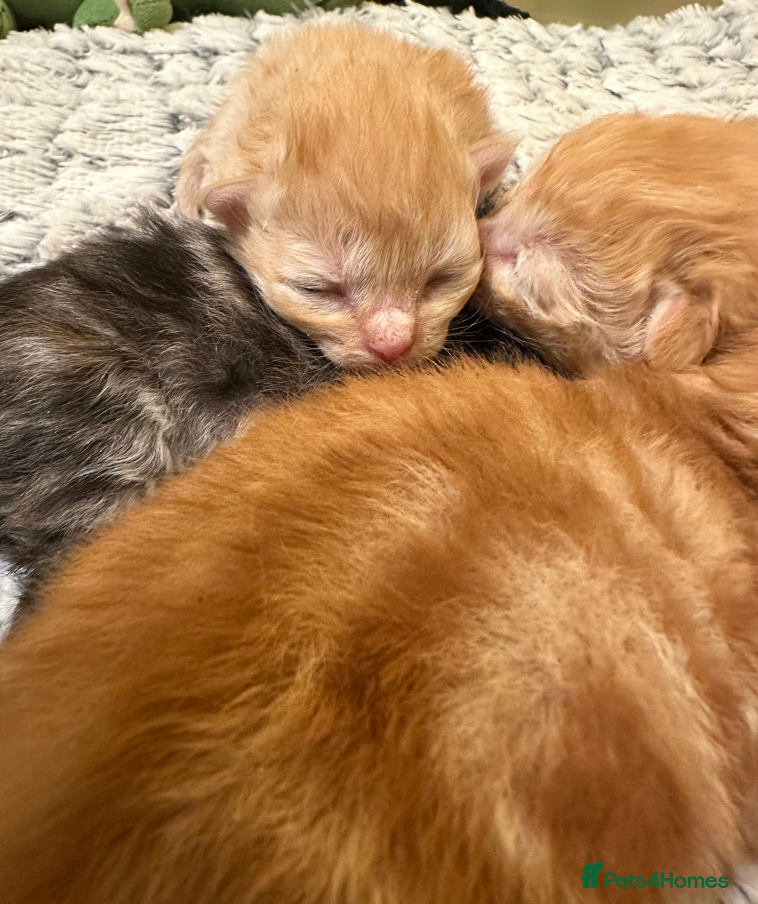 Maine Coon cats for sale: Gorgeous Maine coone kittens  - Image 10