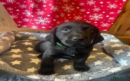 Springador dogs for sale: Beautiful Springador Puppies  - Advert 12