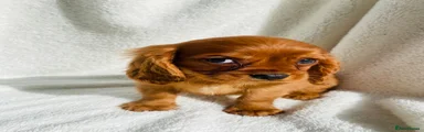 Cavalier King Charles Spaniel 1