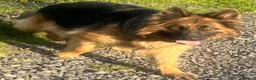 German Shepherd dogs for sale: Stunning family reared German Shepherd pups - Advert 5