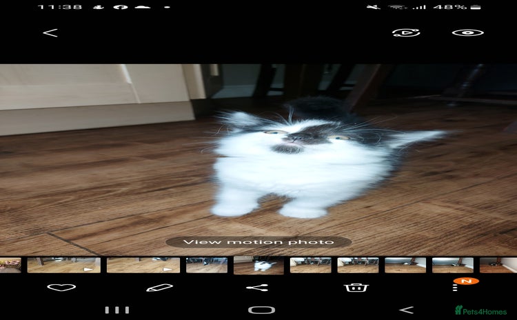 British Longhair cats - Advert 1
