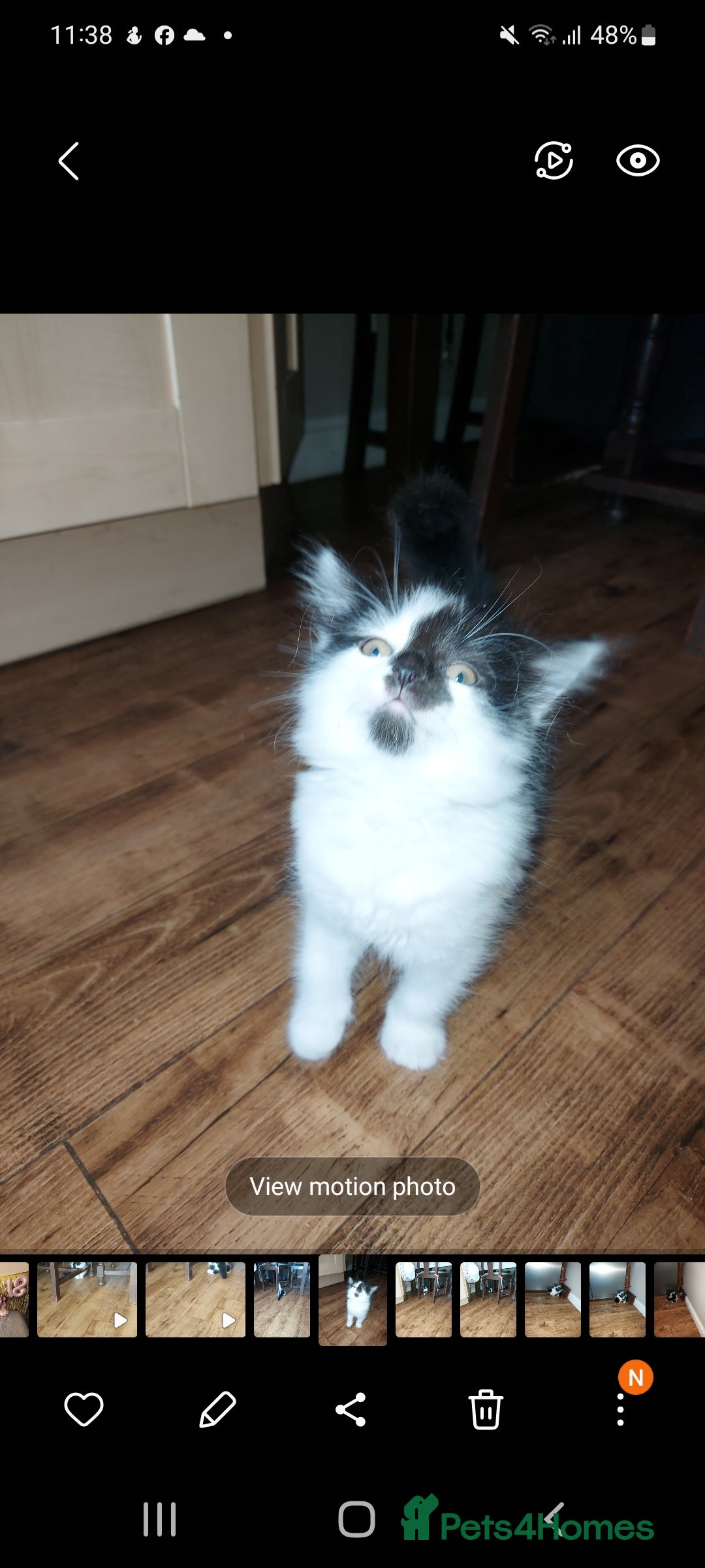 British Longhair cats for sale: ❤️Urgent 2 lovely sweet kitten left - Image 1